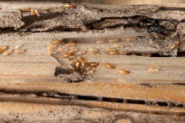 Best Emergency Pest Control  in Blacksburg, VA