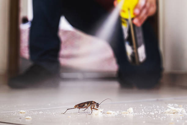 Best Local Pest Control Services  in Blacksburg, VA