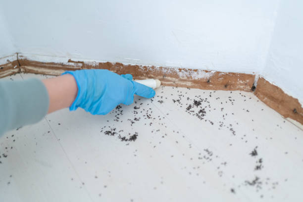 Reliable Blacksburg, VA Pest Control Solutions
